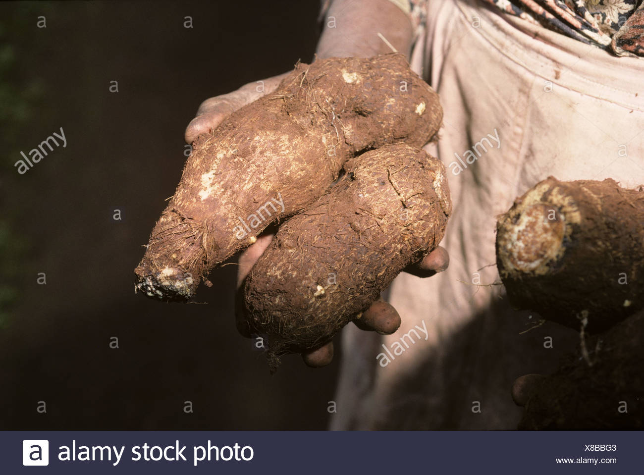 Taro Plantation Colocasia Esculenta Fotos e Imágenes de stock Alamy
