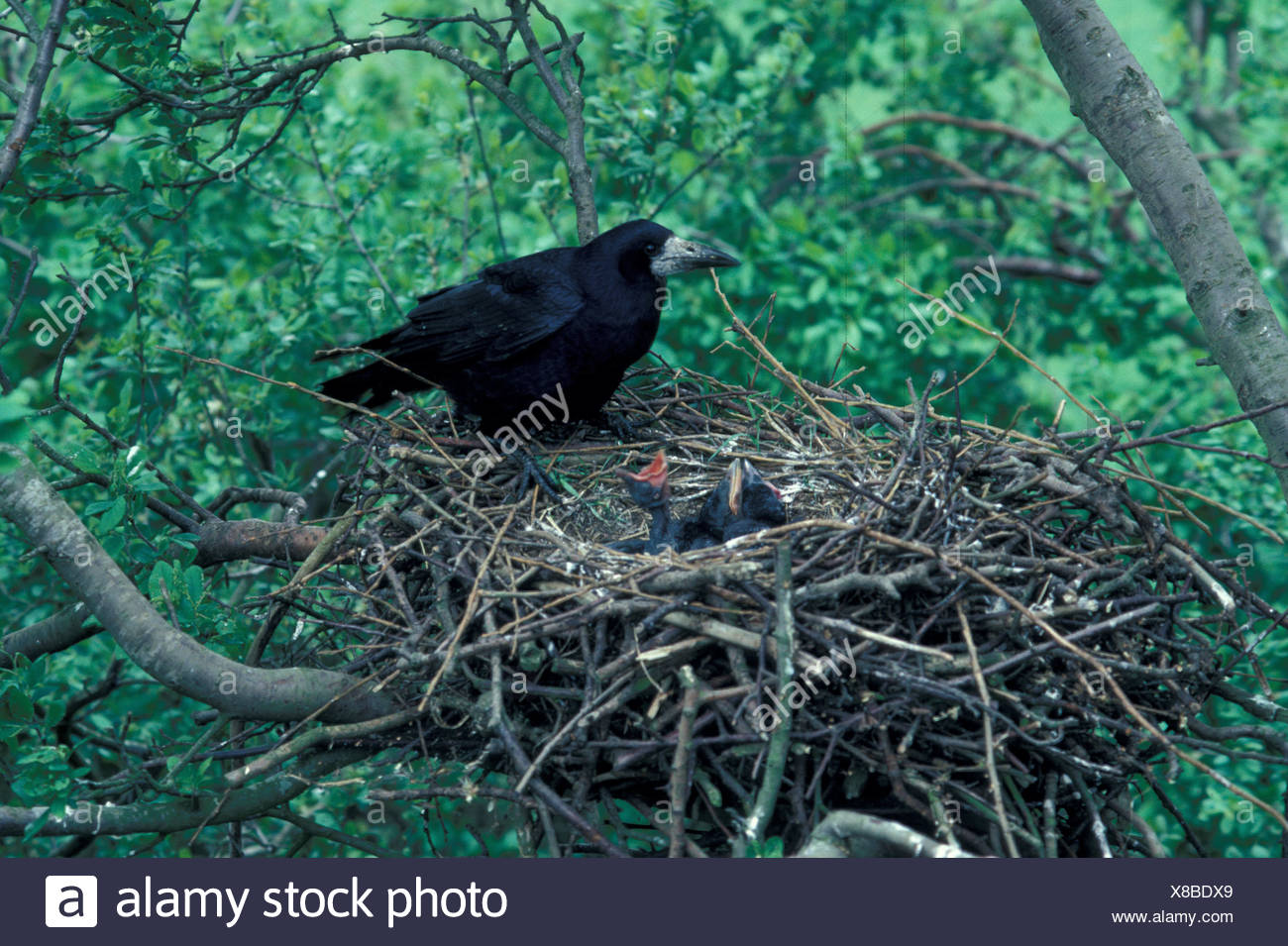 Rook Corvus frugilegus en adultos jóvenes cosecha abultado nido exigente Foto de stock