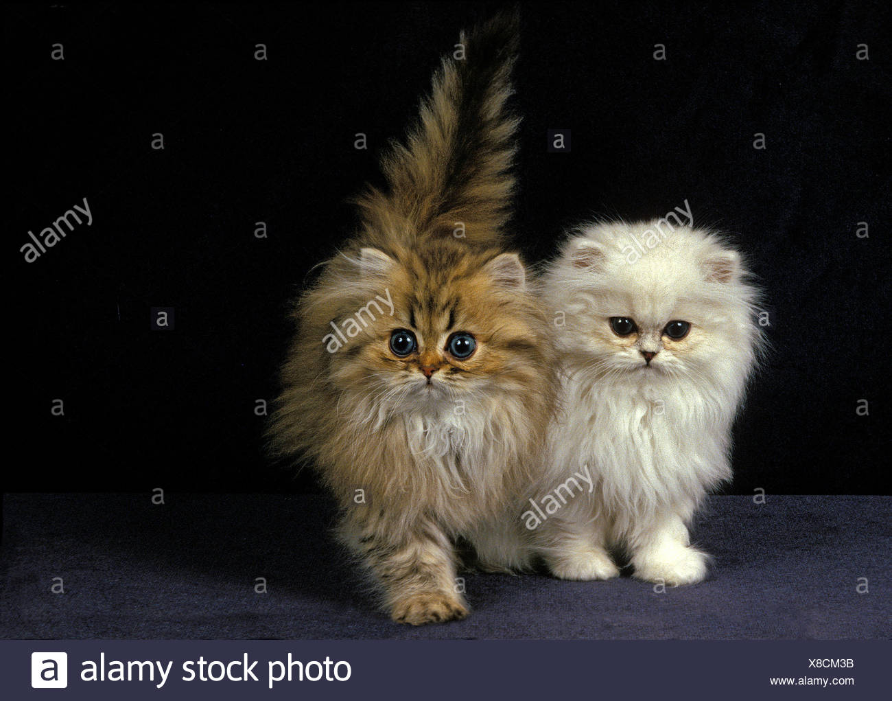 Gato Persa Dorado Y Chinchilla Fotos E Imagenes De Stock Alamy