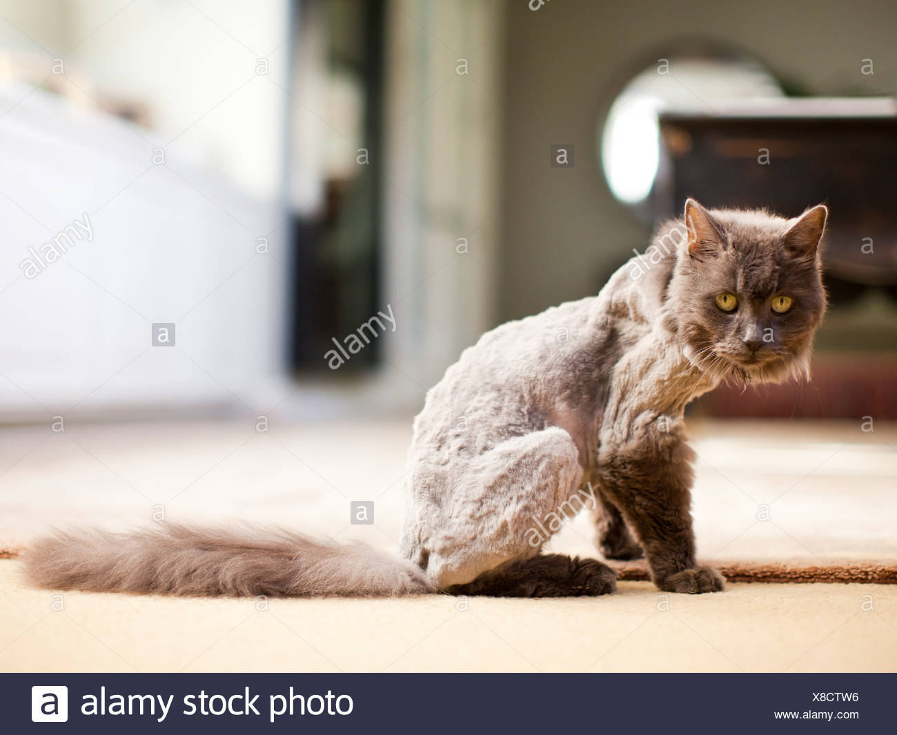Estados Unidos, Utah, Salt Lake, parcialmente afeitadas cat mirando a la cámara Foto de stock