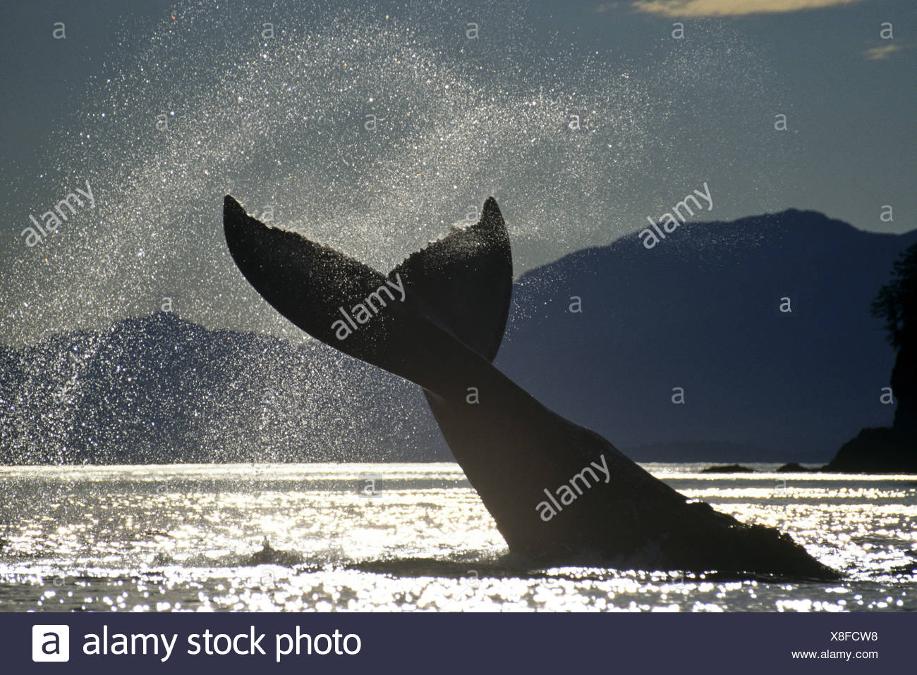 Ballena Jorobada lobtailing, hielo estrechos, sureste de Alaska Foto de stock