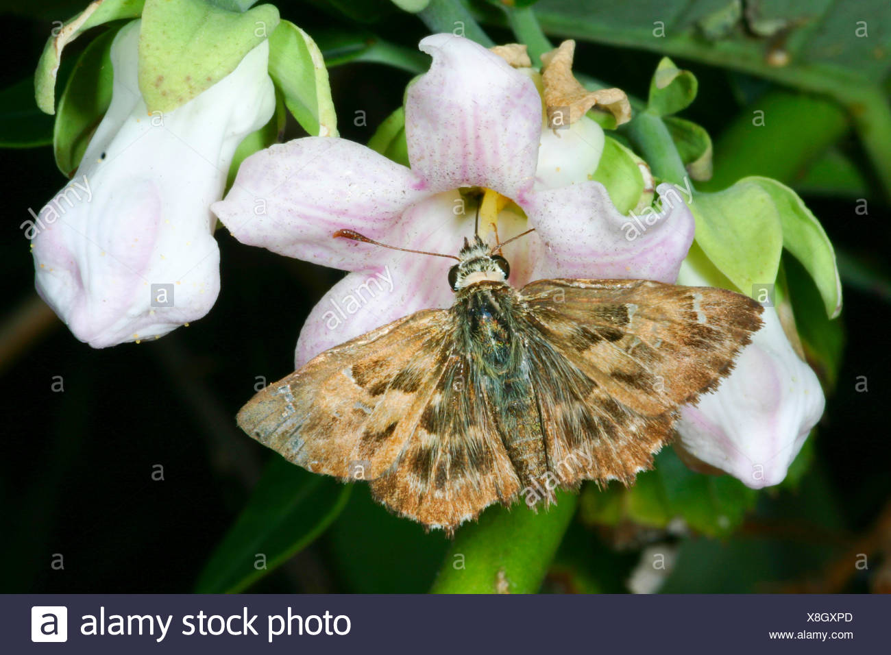 Mallow skipper (Carcharodus alceae), chupa el néctar de una flor, Alemania Foto de stock