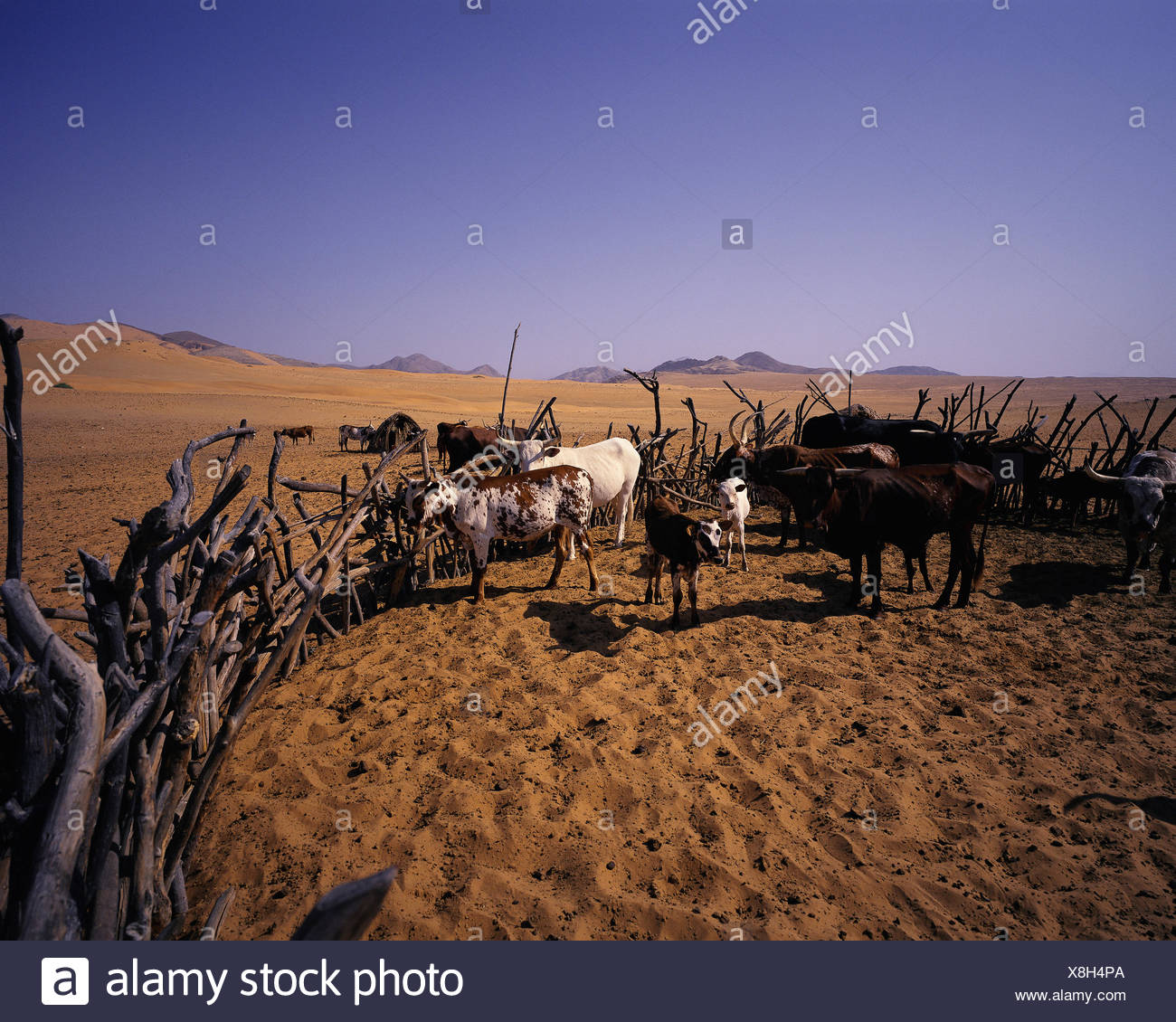 Kraal de ganado en la región del río Kunene, Namibia, África Foto de stock