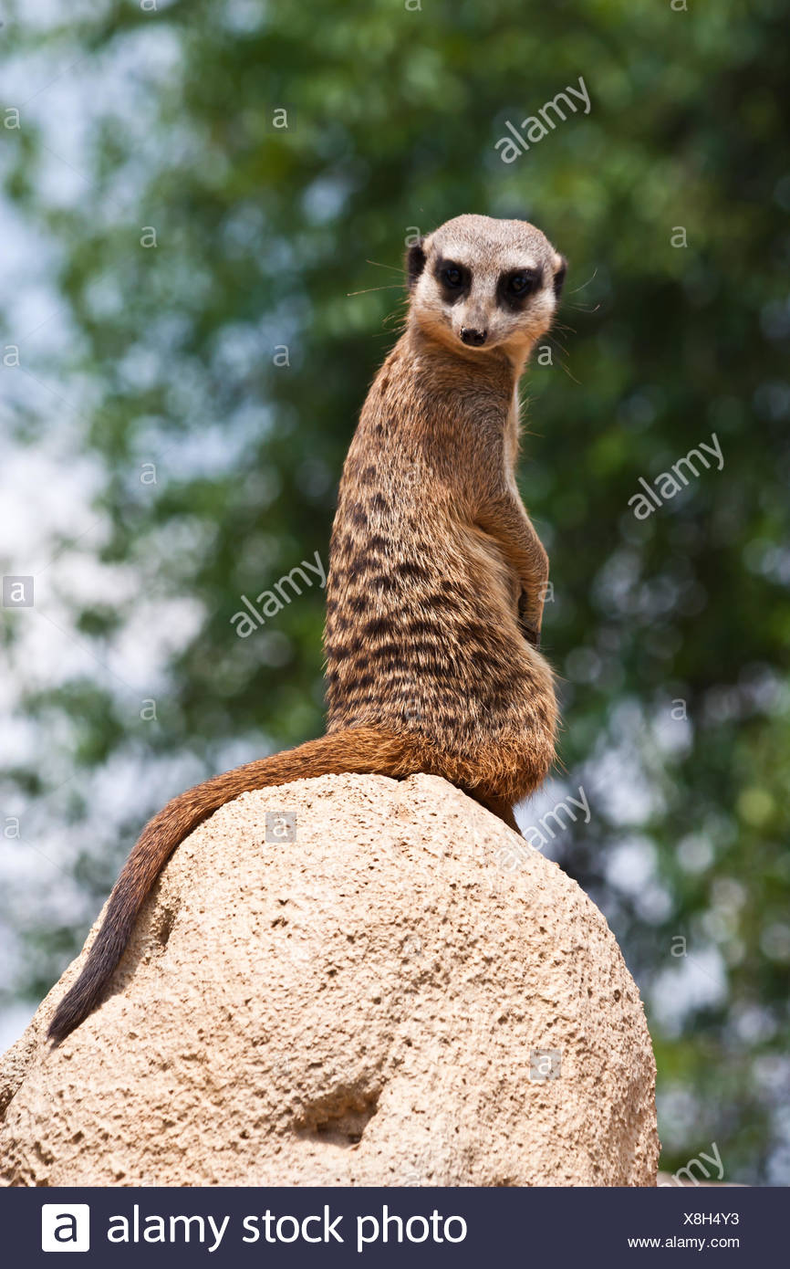 La Mangosta Animal Fotos e Imágenes de stock Alamy