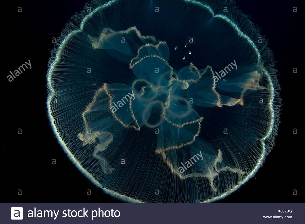 Una medusa proporciona protección para peces en miniatura mientras desarrollan, Cabo Catoche, Quintana Roo, México. Foto de stock