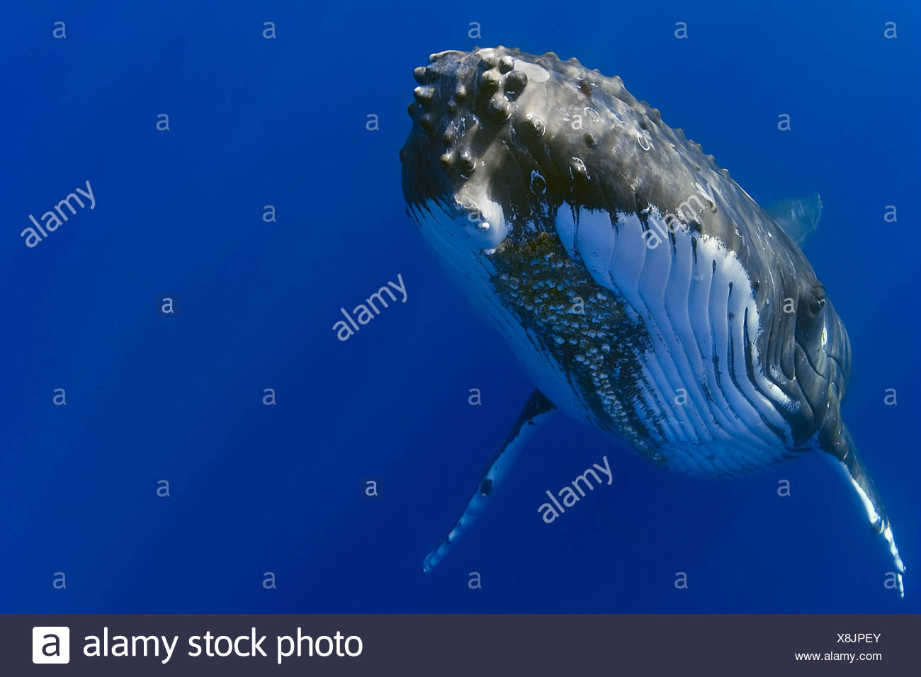 La ballena jorobada, Megaptera novaeangliae Foto de stock