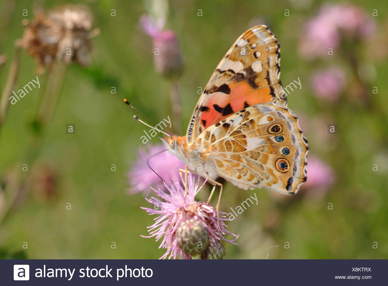 Painted Lady, thistle (Cynthia cardui, Vanessa cardui), chupando el néctar de un cardo, Alemania Foto de stock