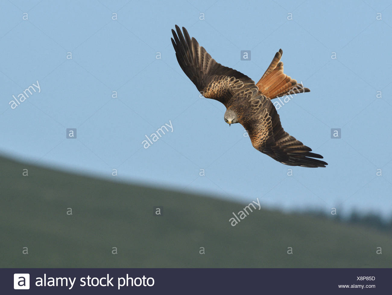 Red Kite Milvus milvus Foto de stock