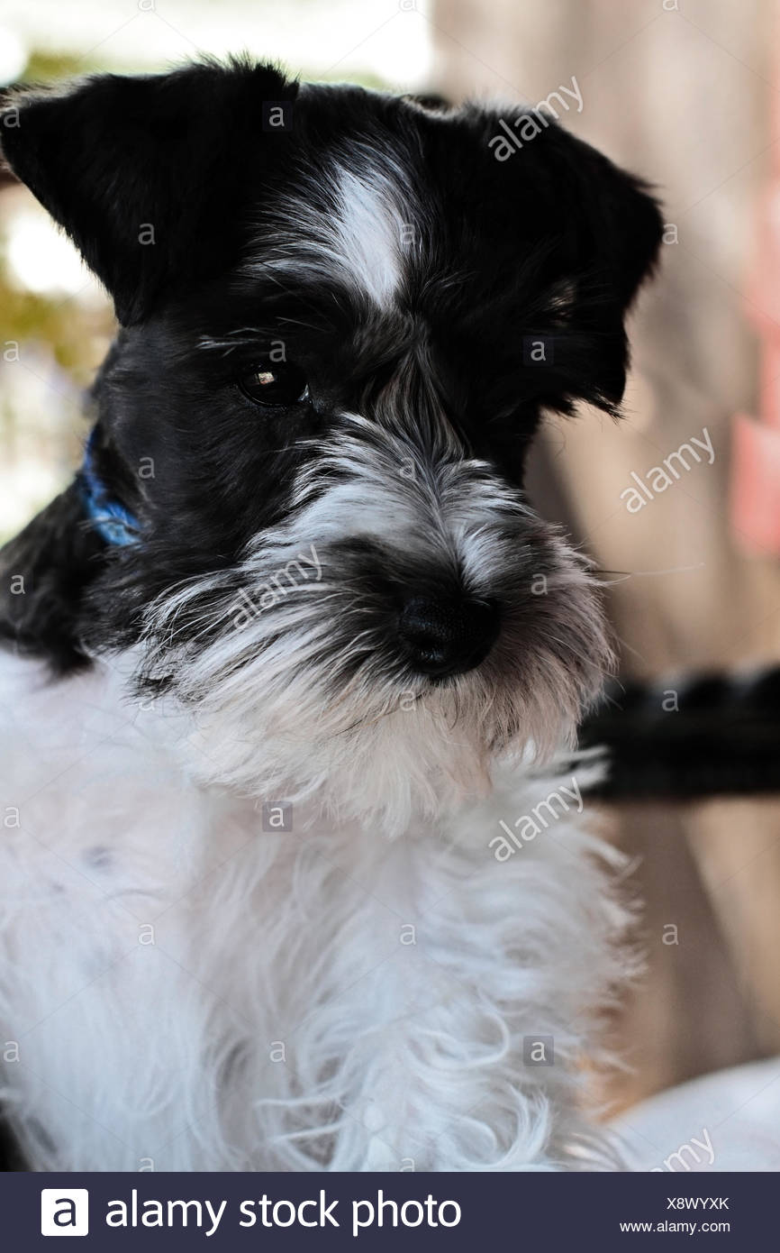 Schnauzer Miniatura En Blanco Y Negro Fotografia De Stock Alamy