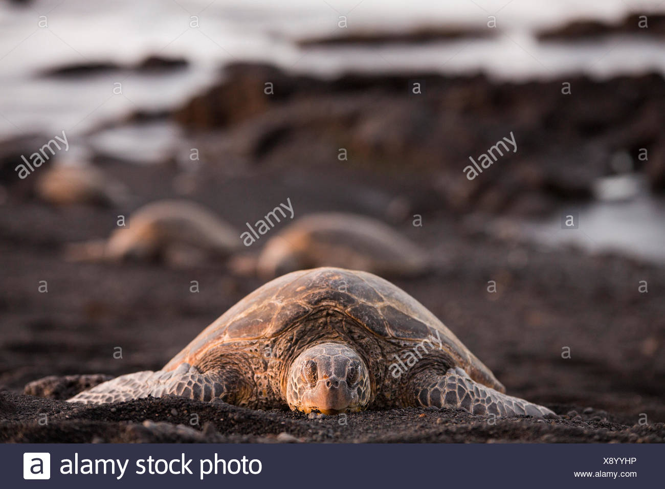 Isla Grande,tortuga,Punaluu,playa de arena negra, Big Island,ESTADOS UNIDOS,Hawaii,Latina,animales,animal,Volcanical,lava Foto de stock