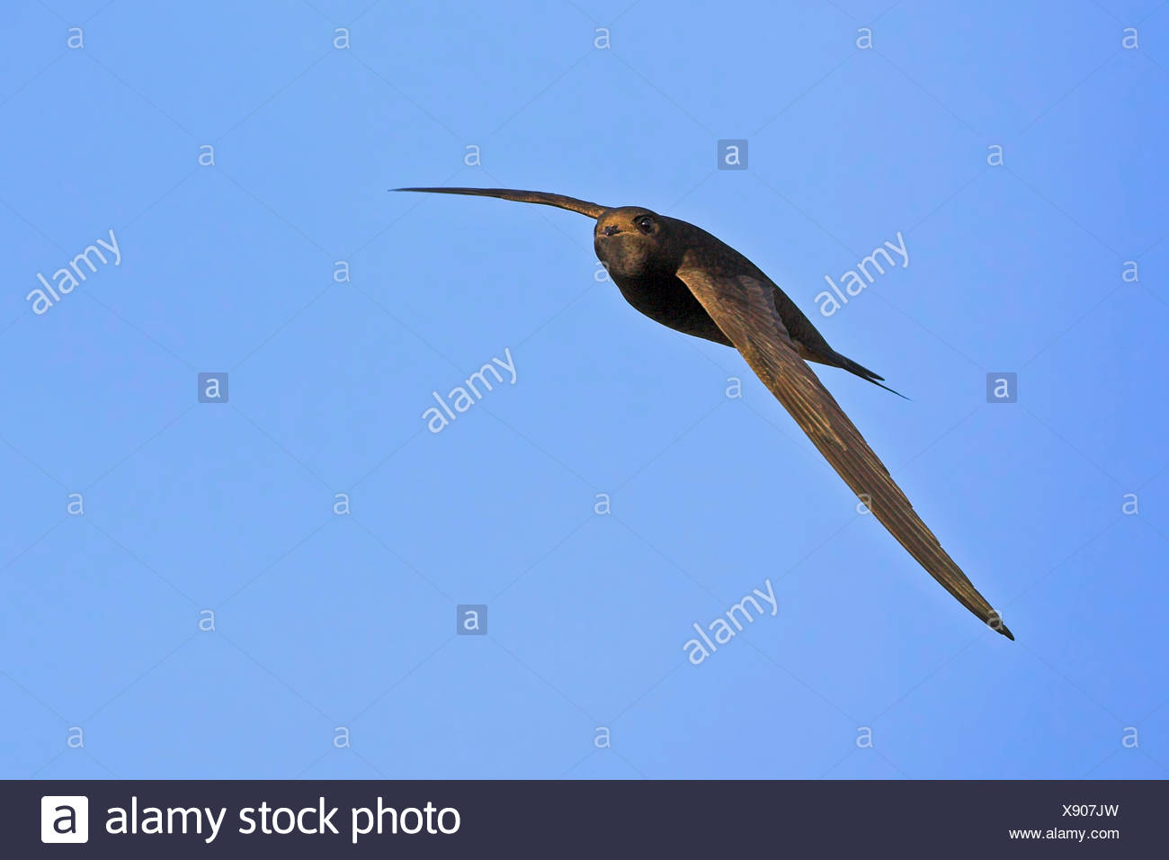Swift euroasiático (Apus apus), en vuelo en el cielo azul , Alemania Baden-Wurtemberg Foto de stock