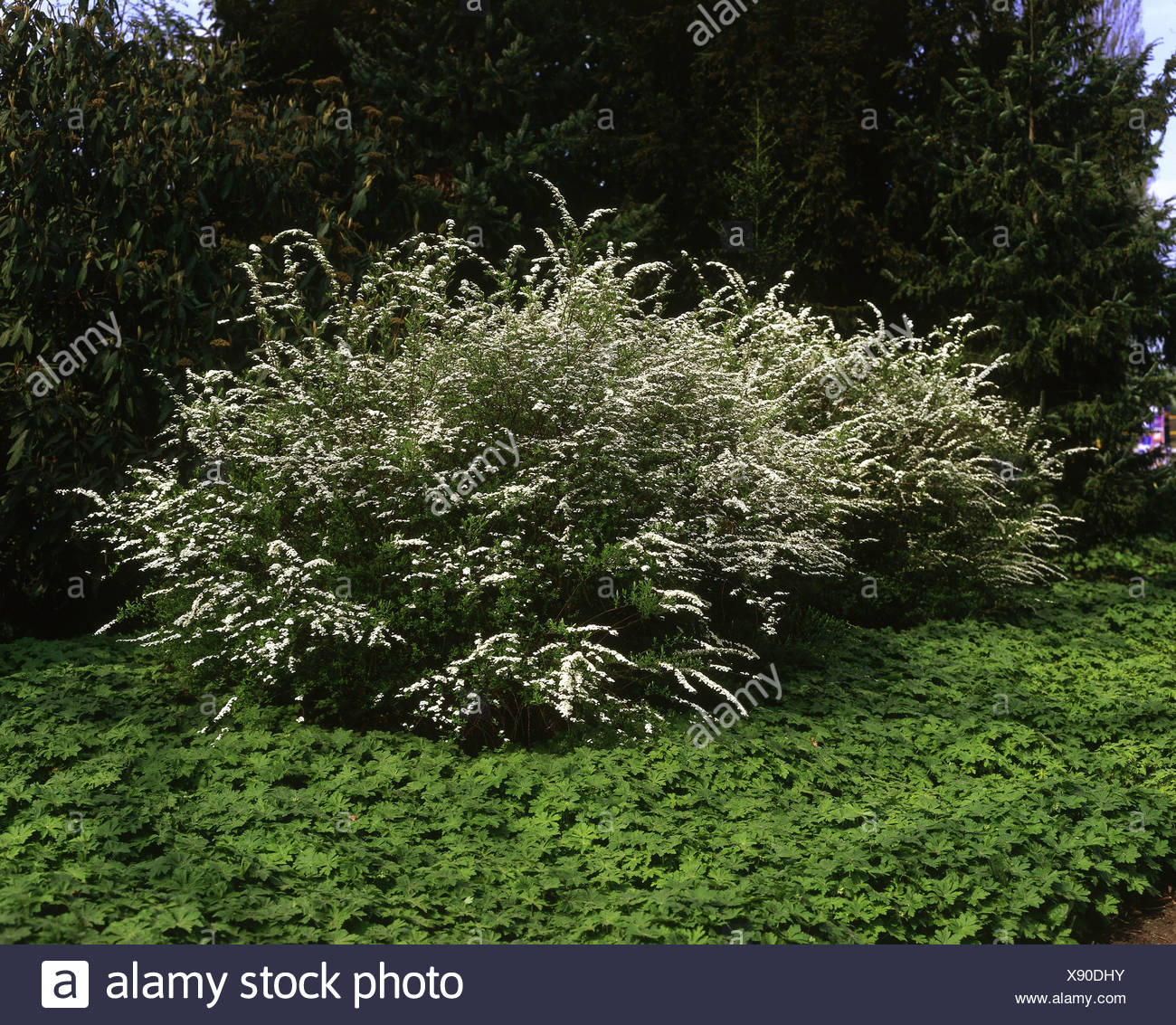 "Botánica, Spiraea, 'Corona nupcial" (x Spiraea arguta), arbusto de