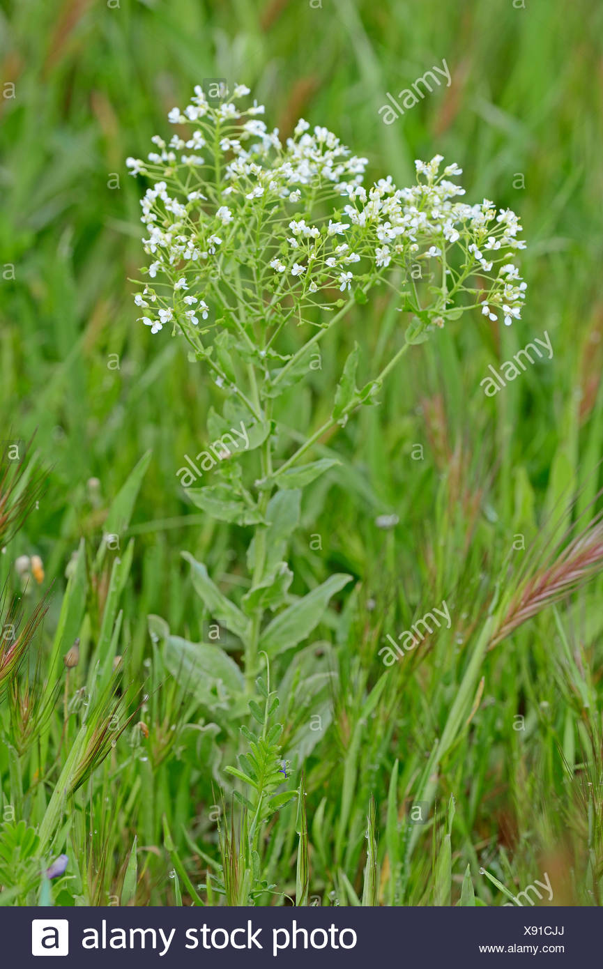 Mastuerzo bárbaro Foto de stock