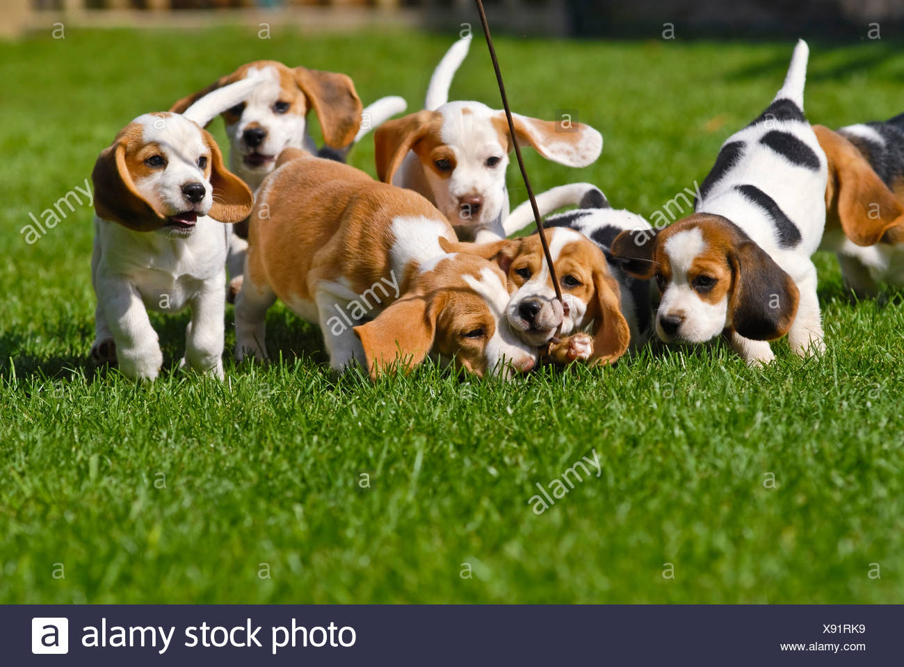 jugar con cachorros