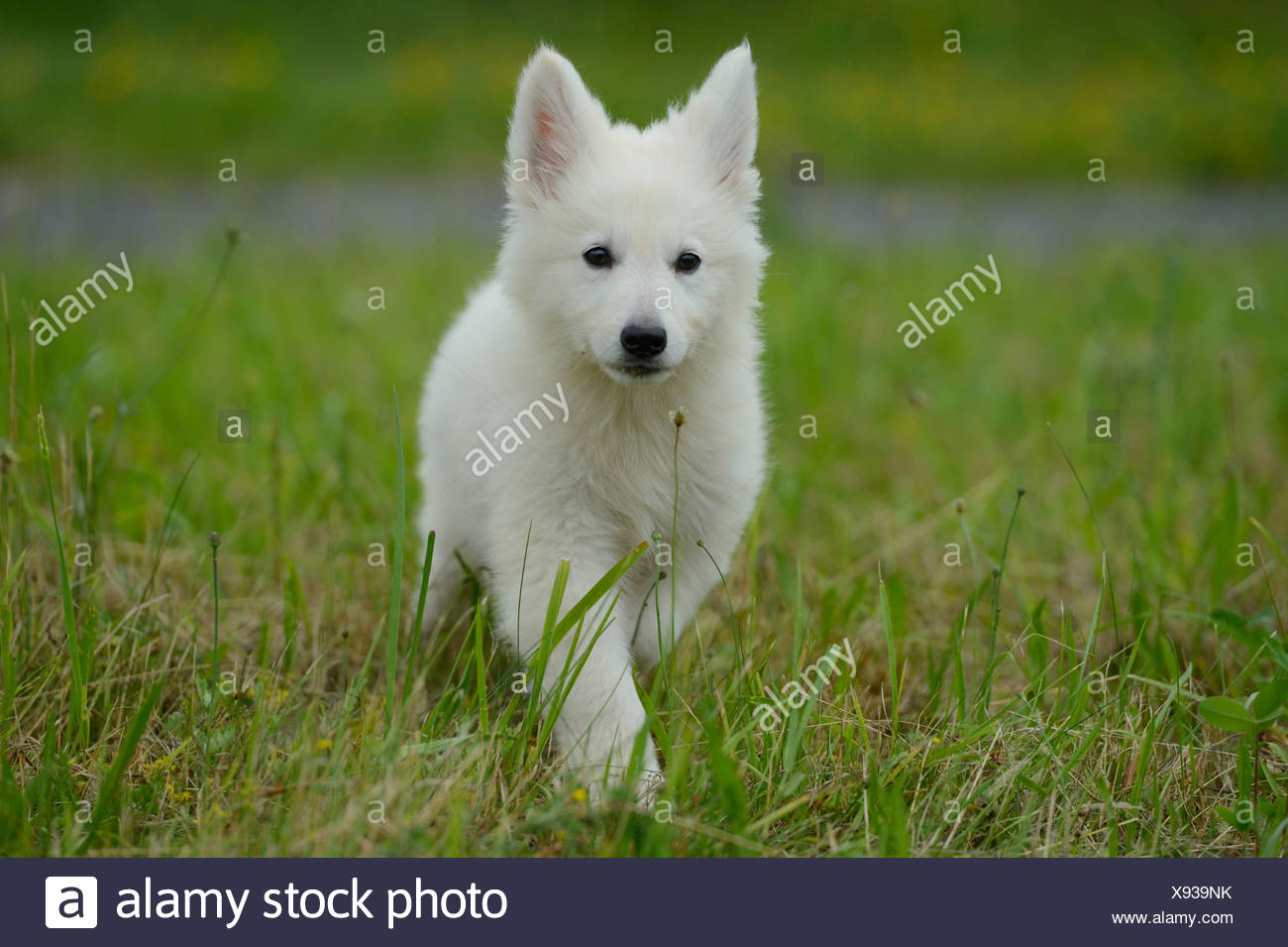Blanco Cachorro Wolfdog Sobre Pradera Fotografia De Stock Alamy Blanco Cachorro Wolfdog Sobre Pradera Fotografia De Stock Alamy