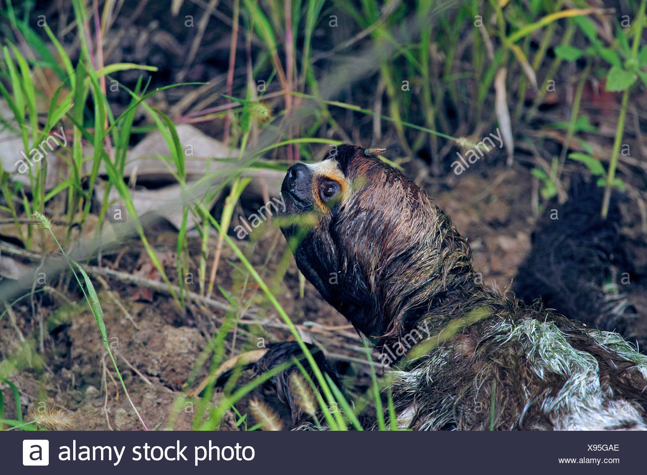 Brown-throated perezoso (Bradypus variegatus), cabeza mojada de una pereza después de bañarse en el río, Perú, Loreto, Río Yanayacu Foto de stock