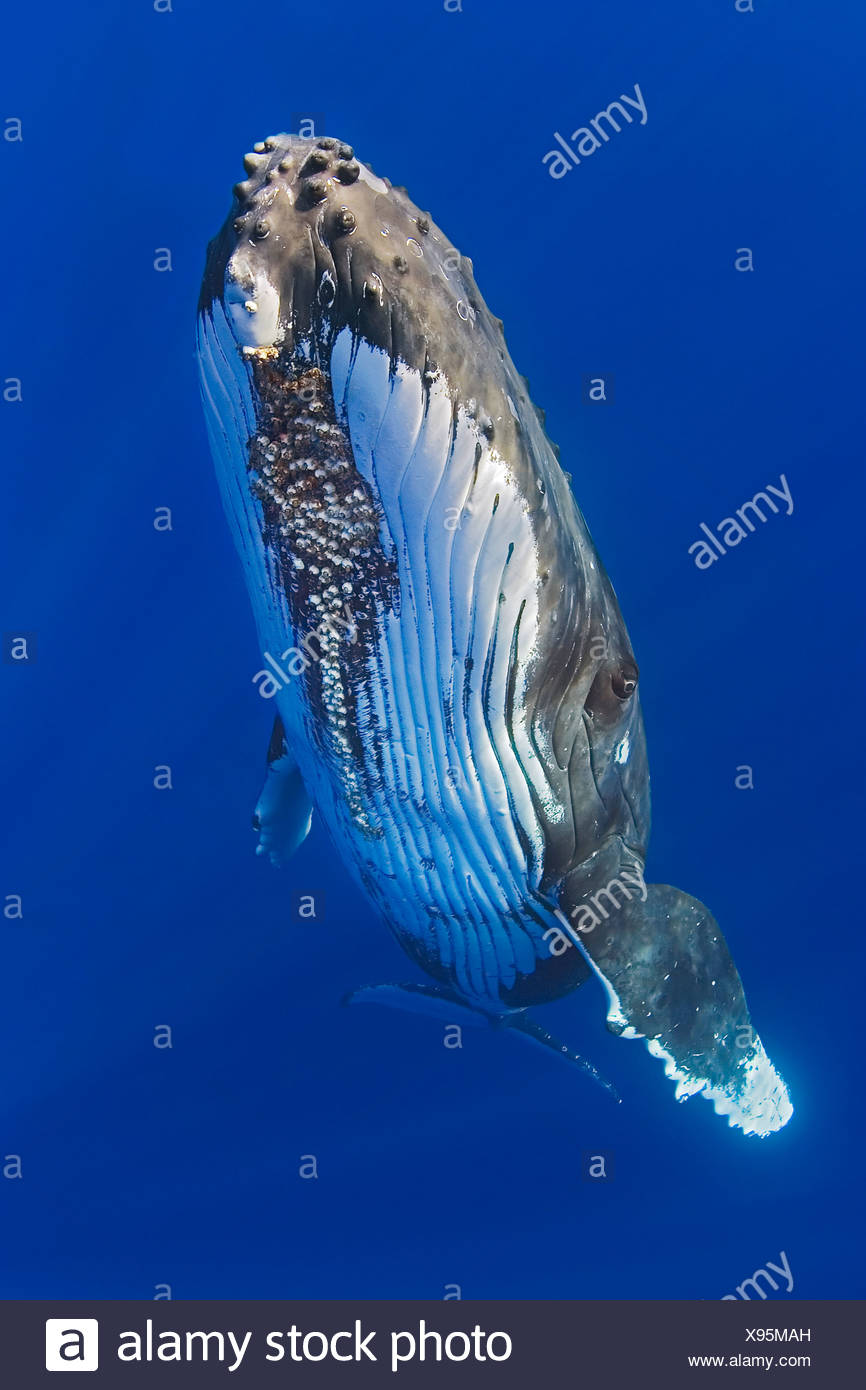 Ballena Jorobada con bellota parasitaria percebes adjunta Megaptera novaeangliae Cornula diaderma Océano Pacífico Hawai EE.UU. Foto de stock