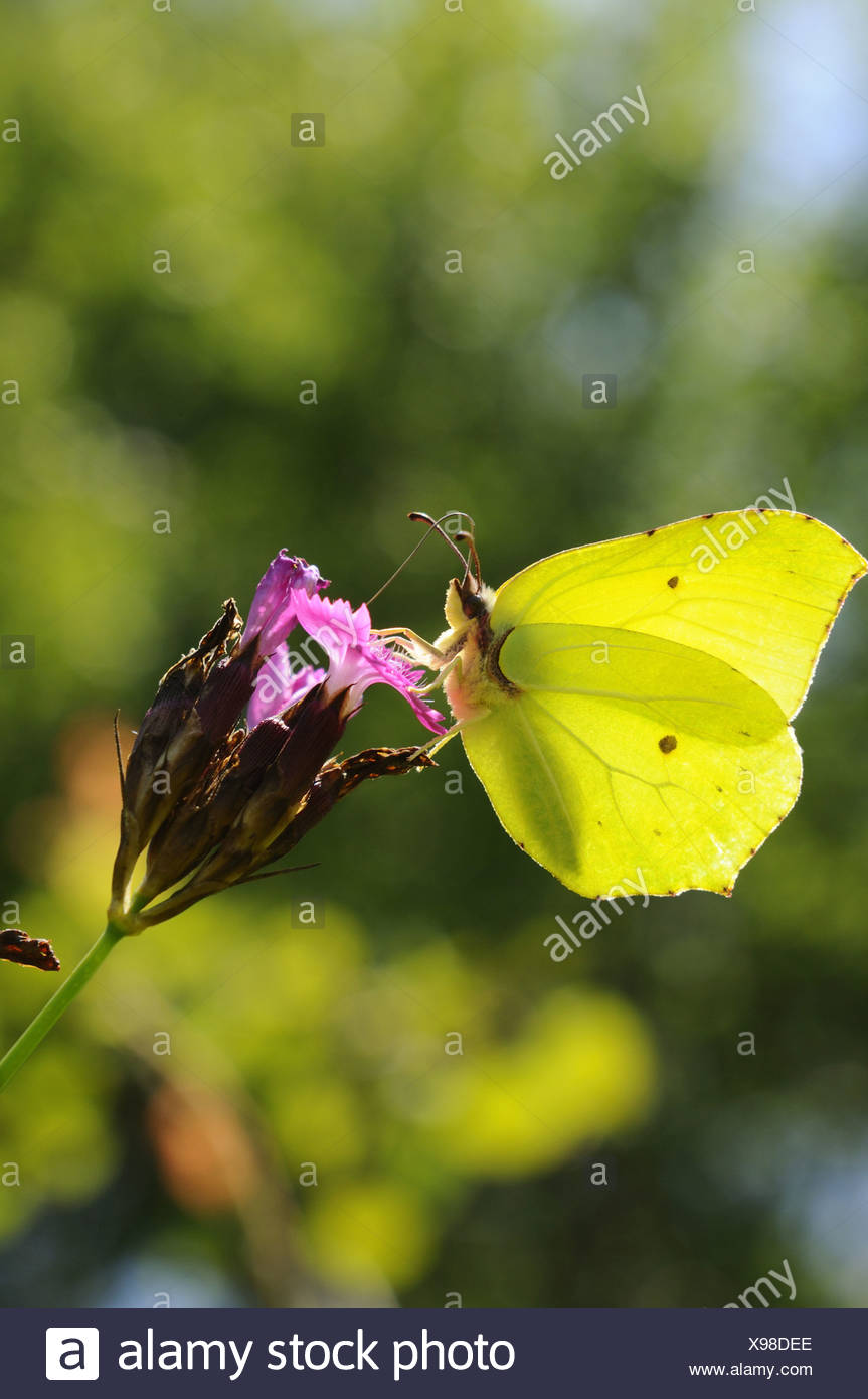 Brimstone (Gonepteryx rhamni), chupando el néctar de la cartuja rosa, Alemania, Baviera Foto de stock