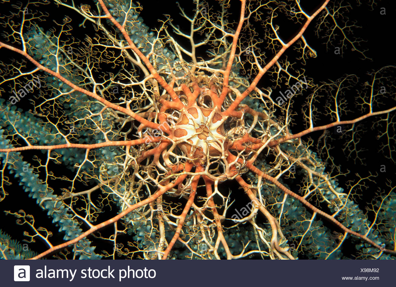 Cesta Gigante Estrella Astrophyton Muricatum Bahamas Fotografia De Stock Alamy