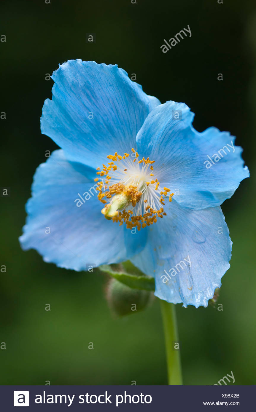 Meconopsis betonicifolia, Flor de Amapola azul del Himalaya contra un fondo verde. Foto de stock