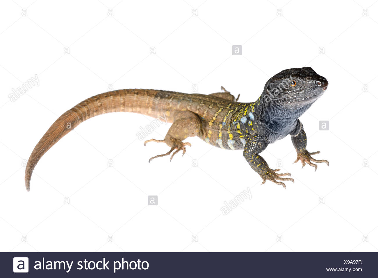 Norte de Tenerife (lagarto Gallotia galloti eisentrauti) macho de pie en blanco, España, Santa Cruz de Tenerife Foto de stock