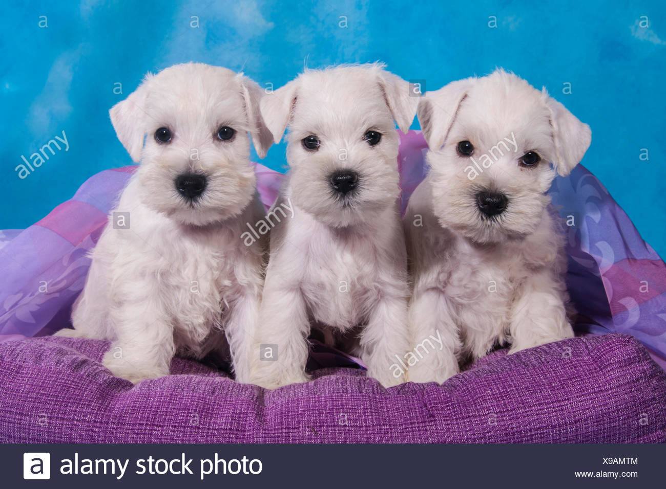 Schnauzer Miniatura Fotos E Imagenes De Stock Alamy