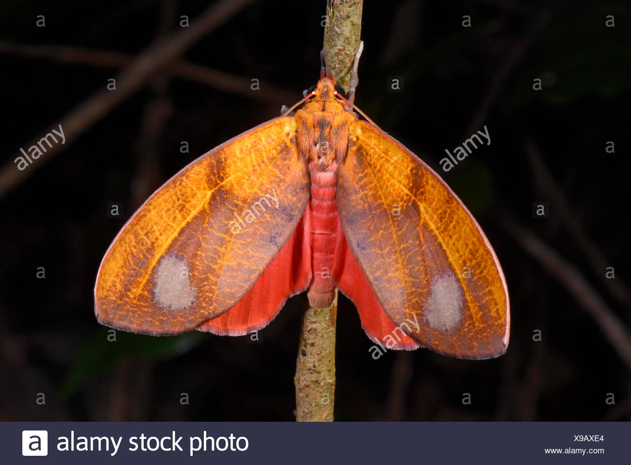 Mariposas tropicales en Madagascar, MADAGASCAR Nosy Be, Lokobe Reserva Foto de stock