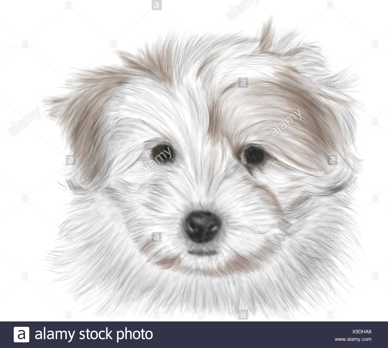 Download Dibujo a mano - retrato cachorro COTON DE TULEAR - color Fotografía de stock - Alamy