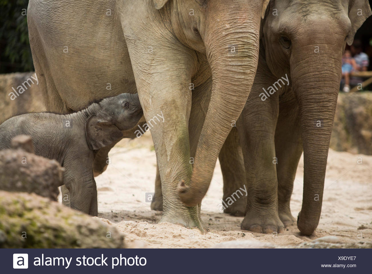 Los animales, los elefantes, los jóvenes, el elefante, el Zoológico de Zurich, animales, el cantón de Zurich, zoológico, Suiza, Europa, Foto de stock