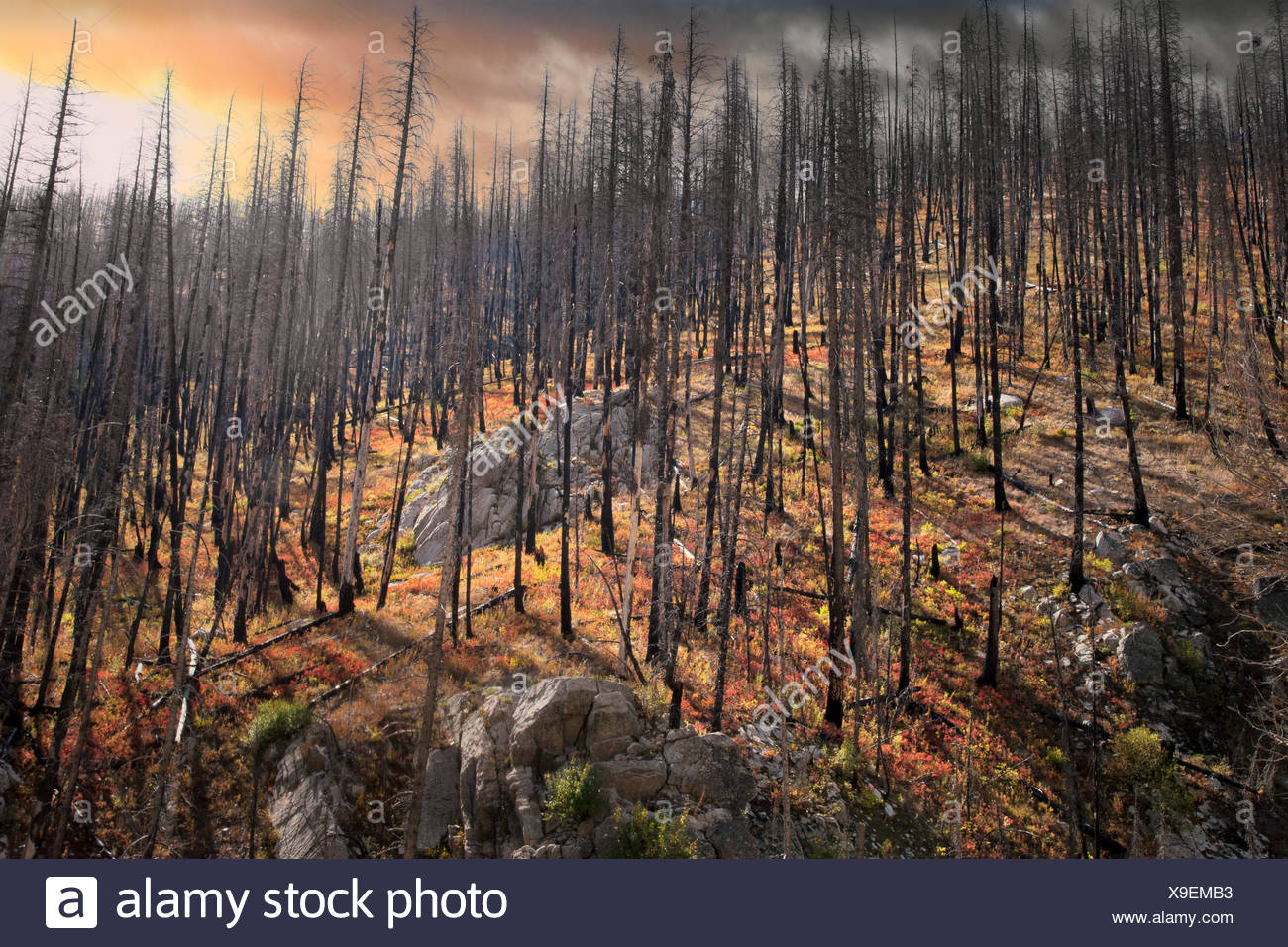 Bosque Quemado Eeuu Fotos e Imágenes de stock Alamy