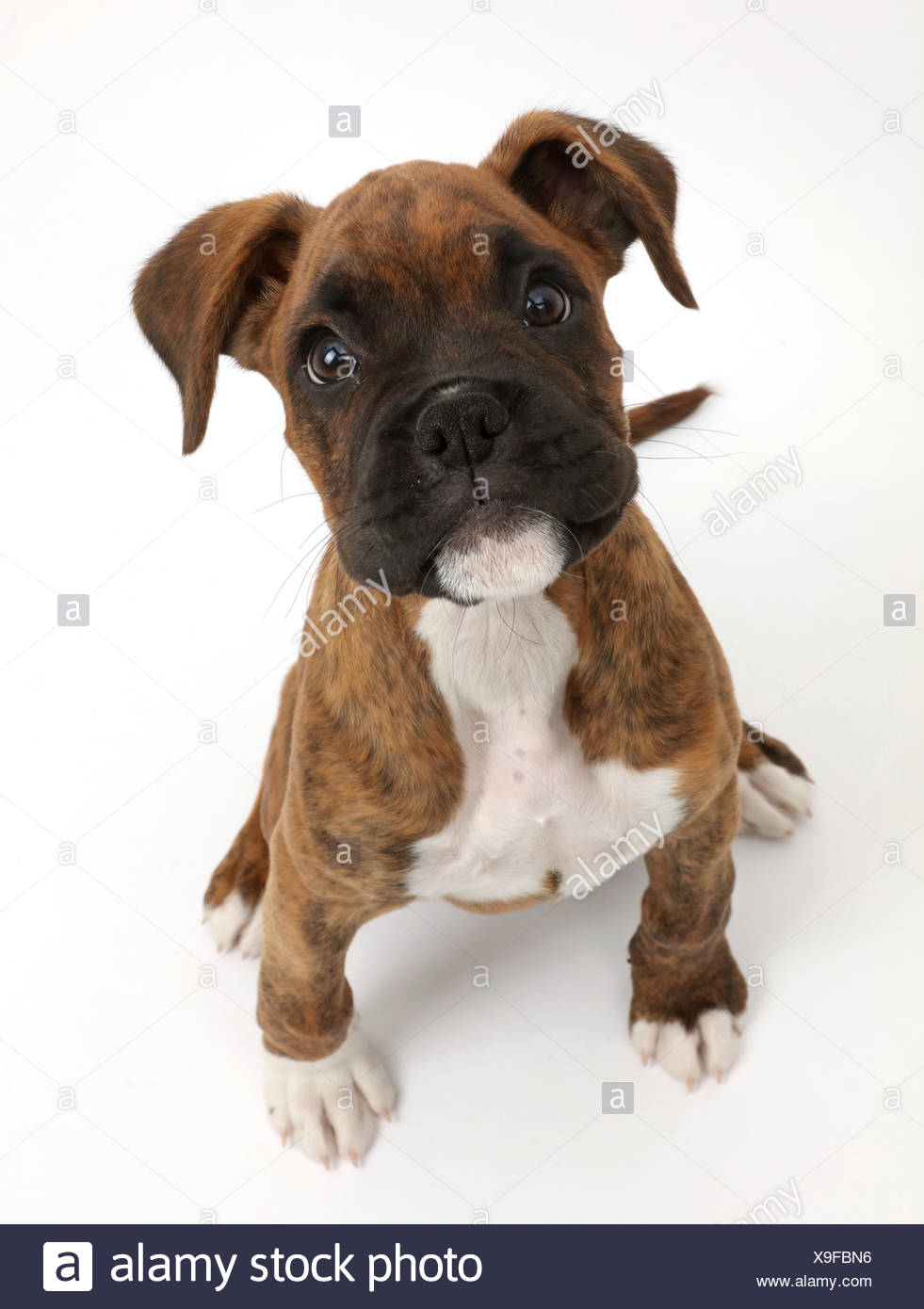 Cachorros Boxer Bebe Fotos E Imagenes De Stock Alamy
