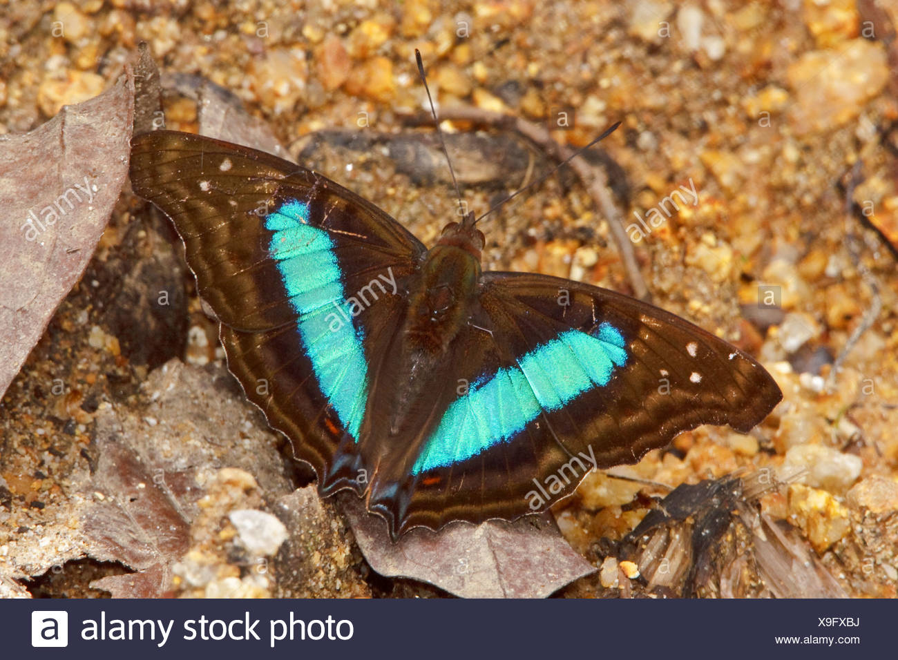 Una mariposa en el Parque Nacional Podocarpus en el sudeste de Ecuador. Foto de stock
