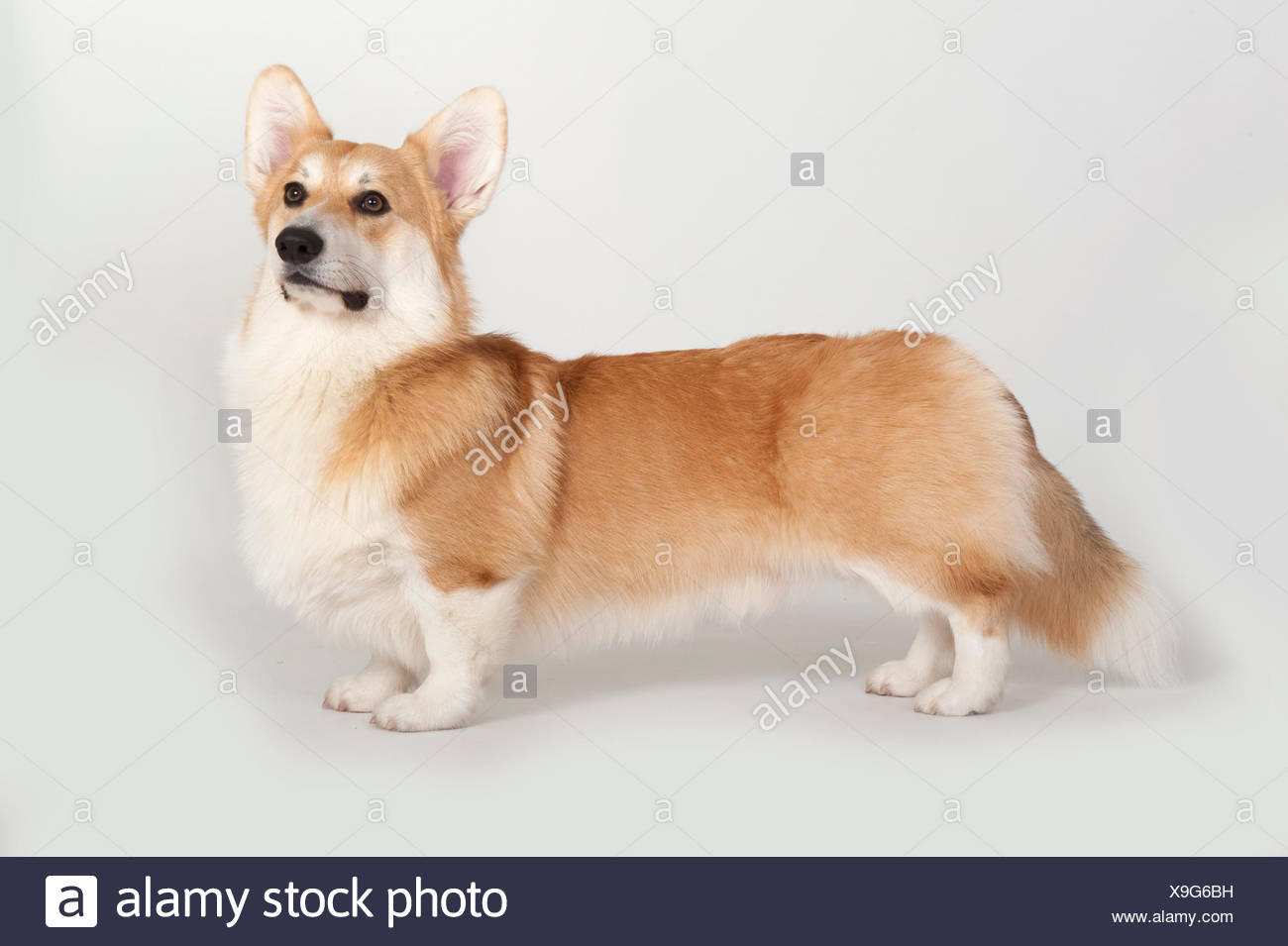Welsh Corgi pembroke) (perro, de pie, studio, fondo blanco. Foto de stock