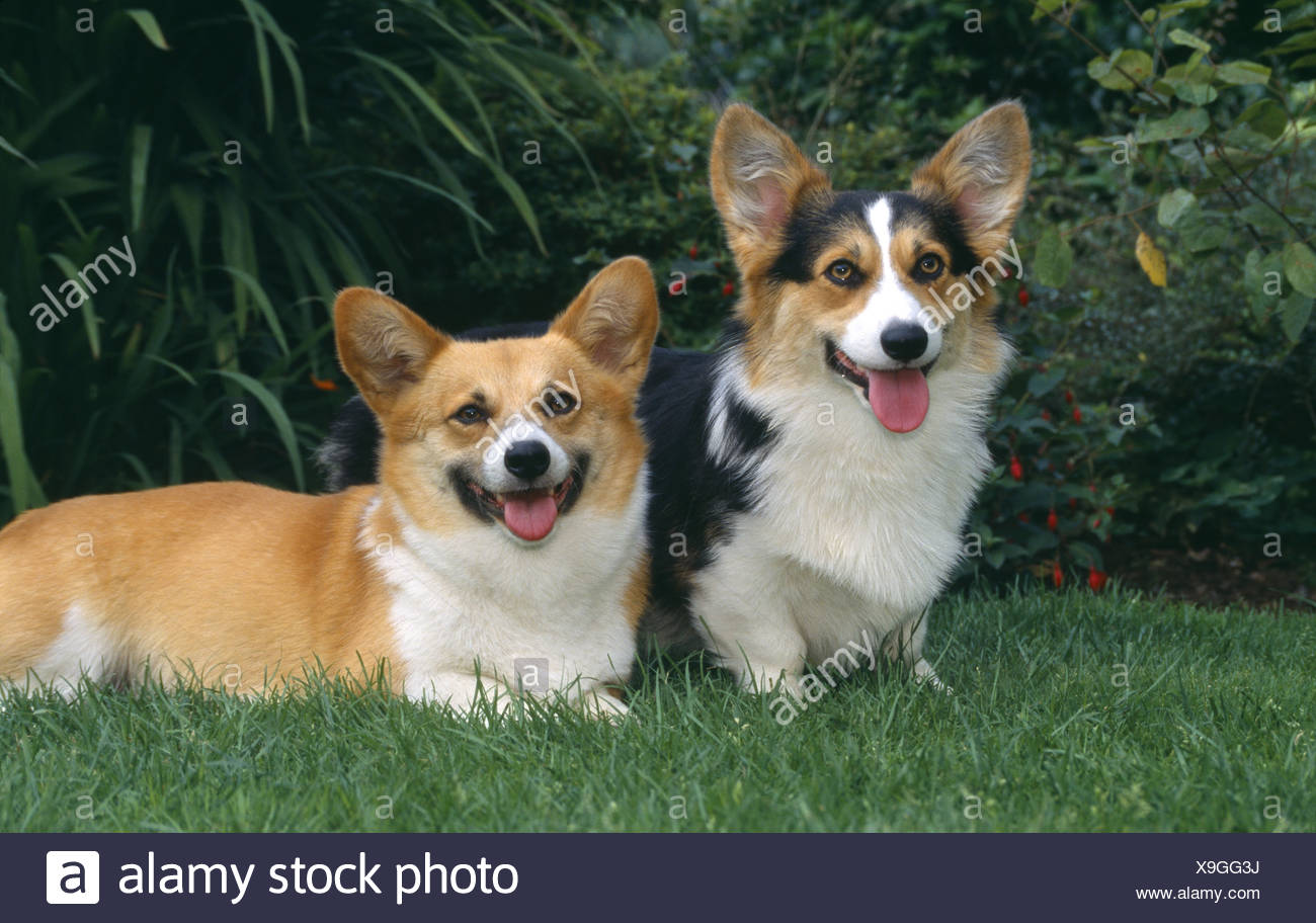 Dos Welsh Corgi sobre césped Irlanda Foto de stock