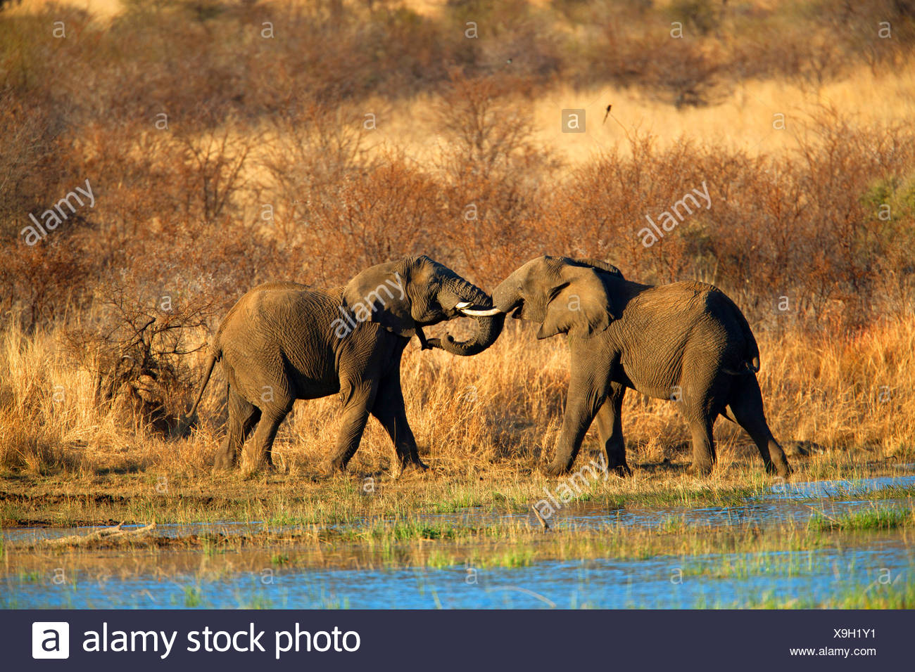 Elefante africano (Loxodonta africana), dos jóvenes animales jugando en un lugar de agua, África del Sur, en la Provincia del Noroeste, el Parque Nacional Pilanesberg Foto de stock