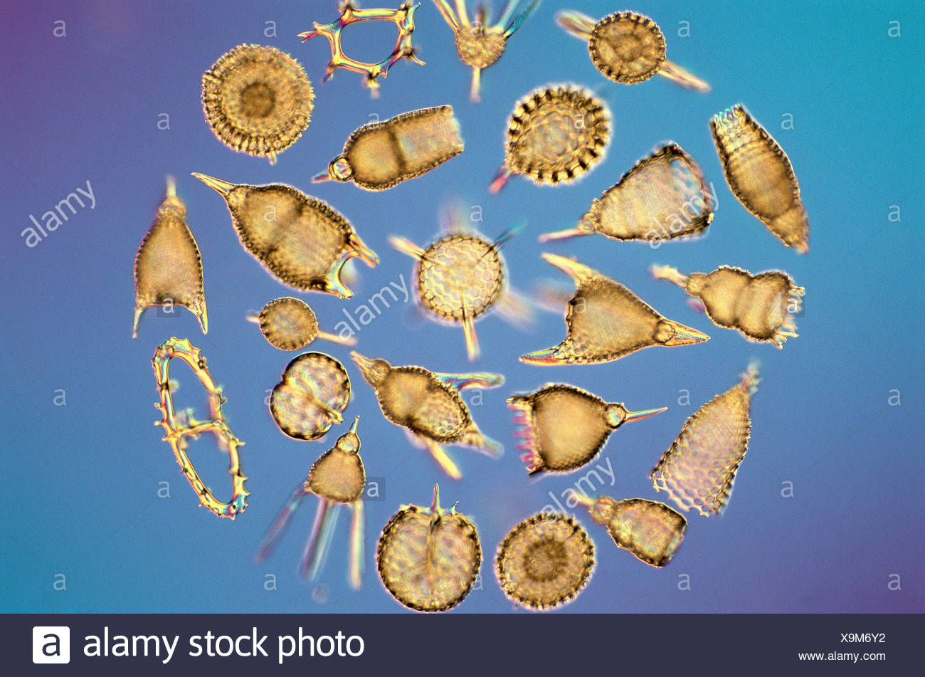 Microbiologia Radiolarias Ray Pequenos Animales Esqueleto De