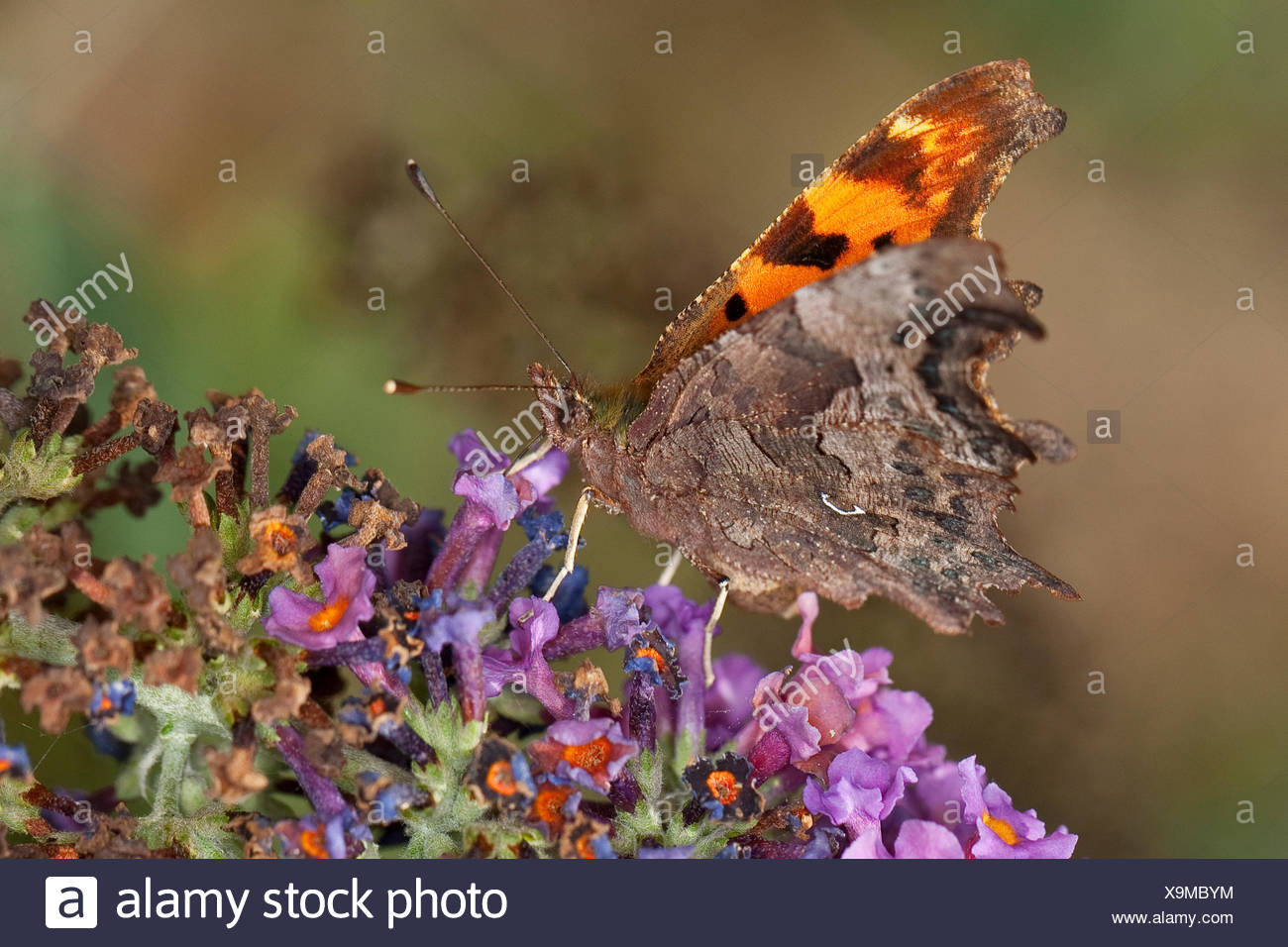 Coma (Polygonia c-album, Coma c-album, Nymphalis c-album), bebiendo el néctar de Buddleja davidii, Alemania Foto de stock