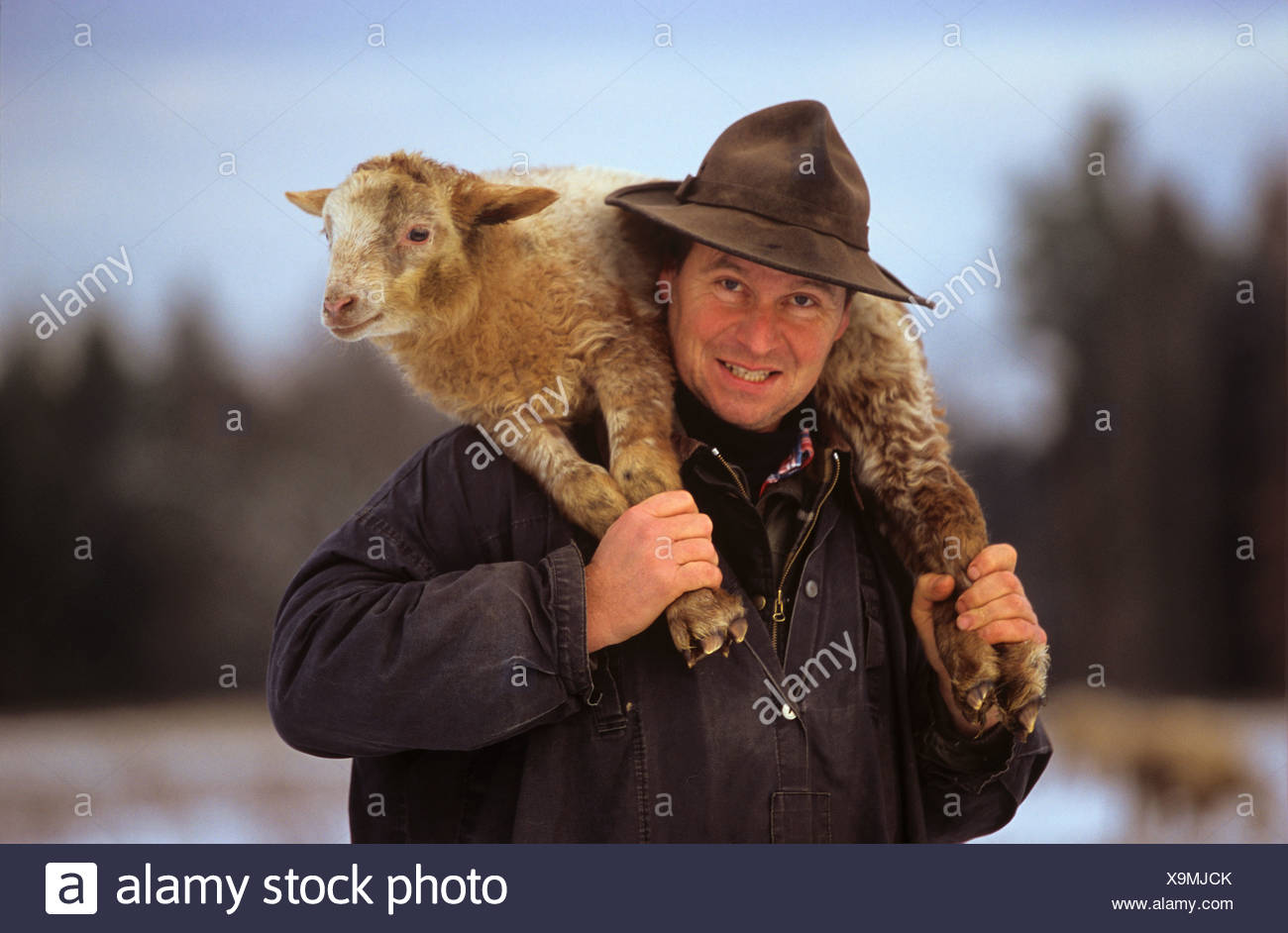 Pastor llevando a hombros oveja Ovis aries Foto & Imagen De Stock ...