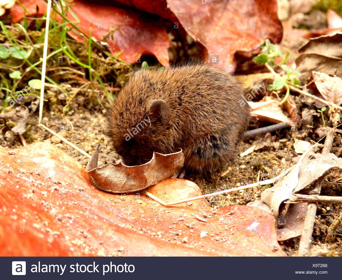 Bebe Raton De Campo Fotografia De Stock Alamy Bebe Raton De Campo Fotografia De Stock Alamy