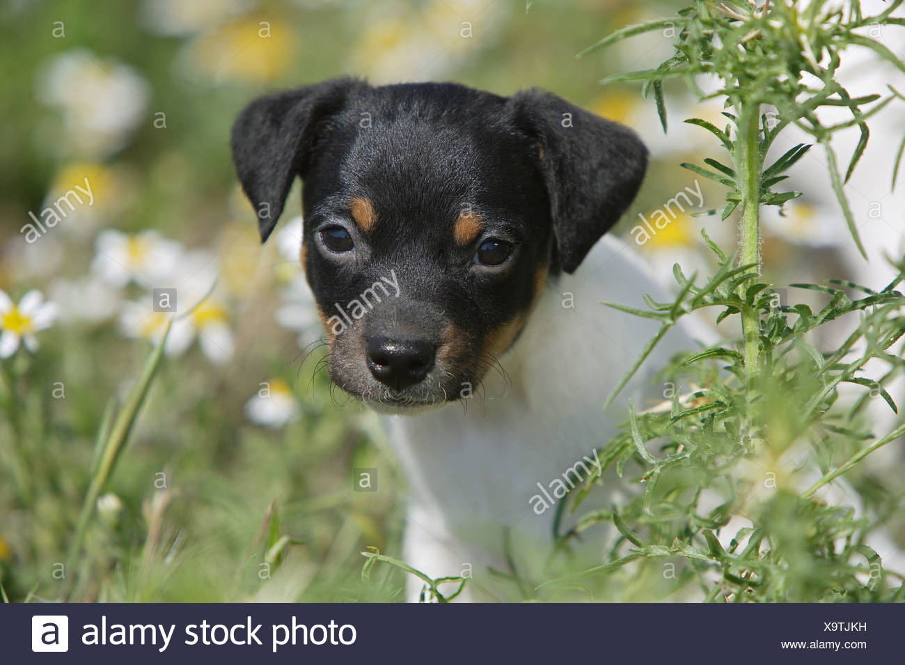 Ratonero Bodeguero Andaluz Cachorros En Pradera Fotografia De Stock Alamy
