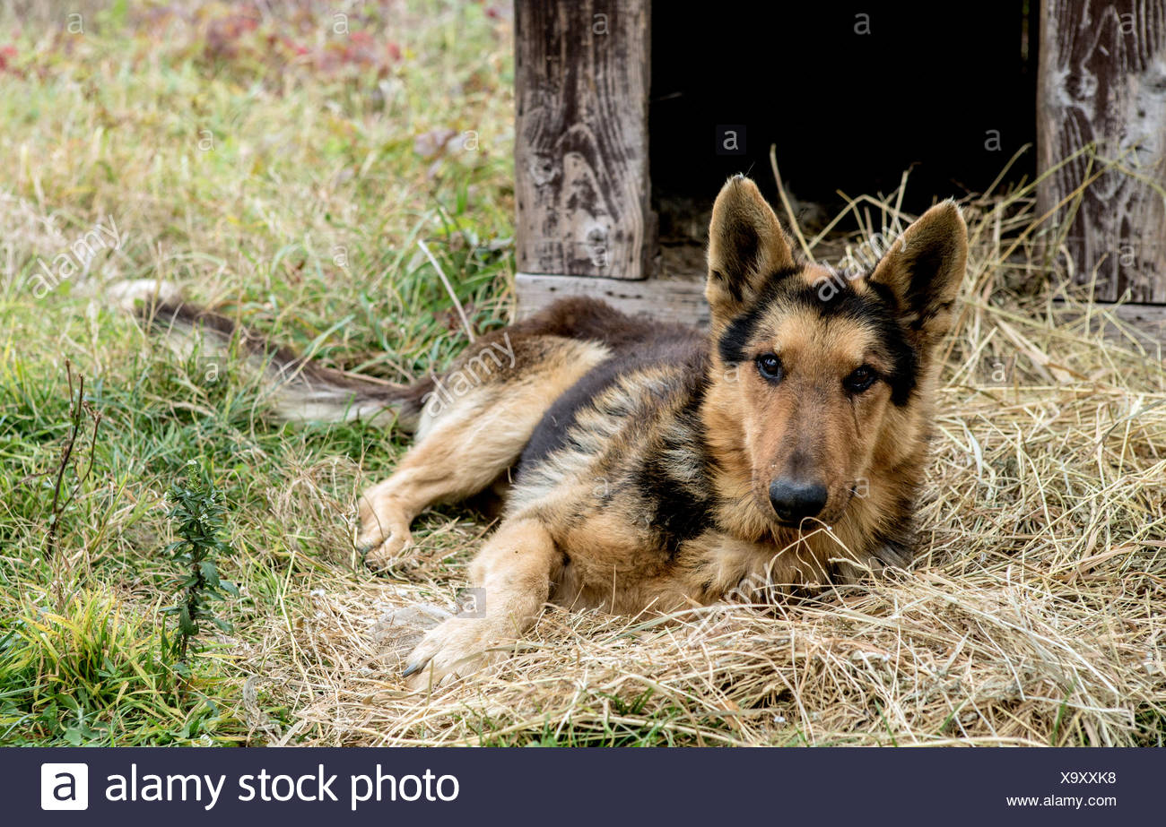 Lugoj Fotos E Imagenes De Stock Alamy
