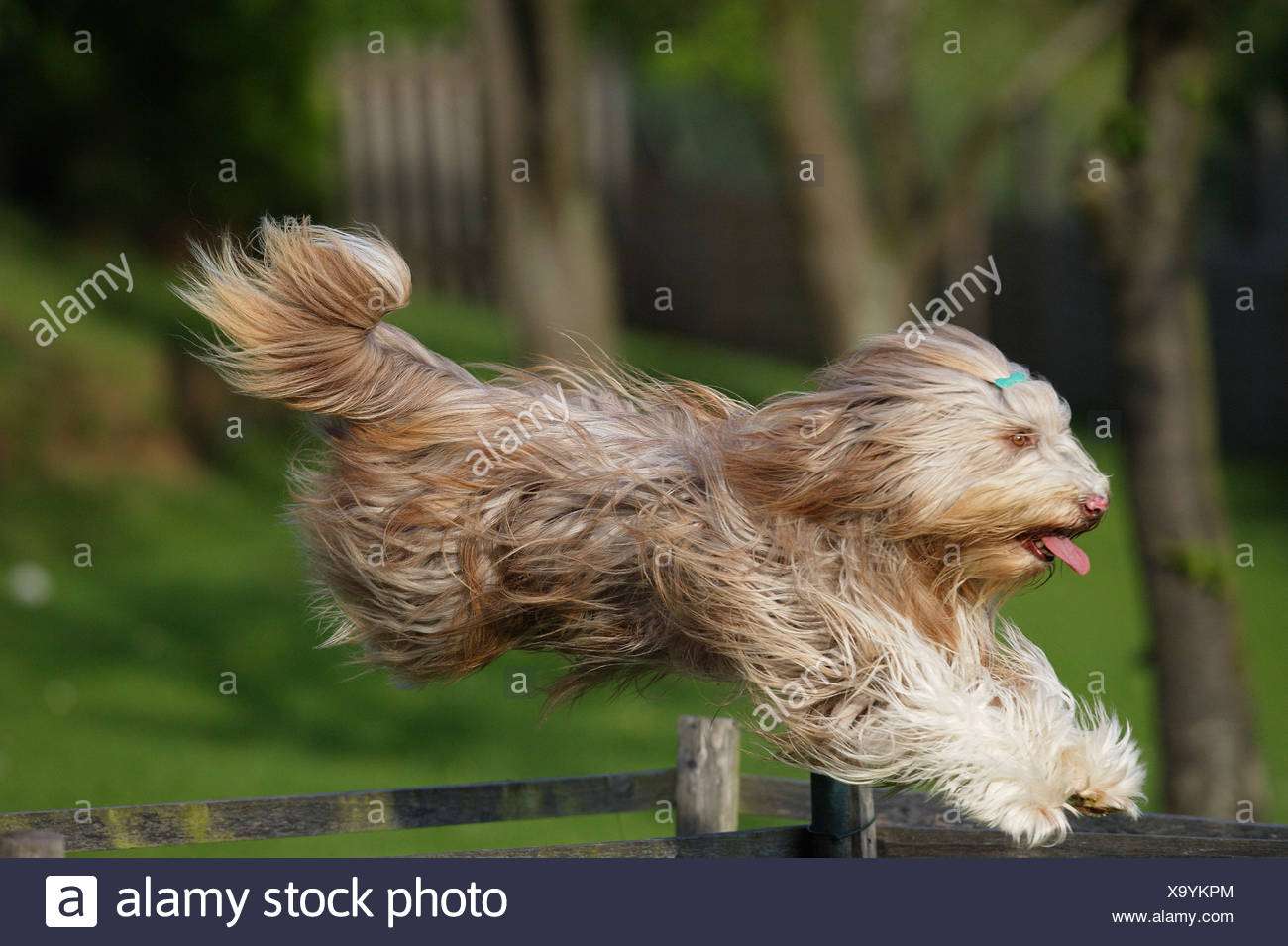 Collie barbudo - saltar Foto de stock