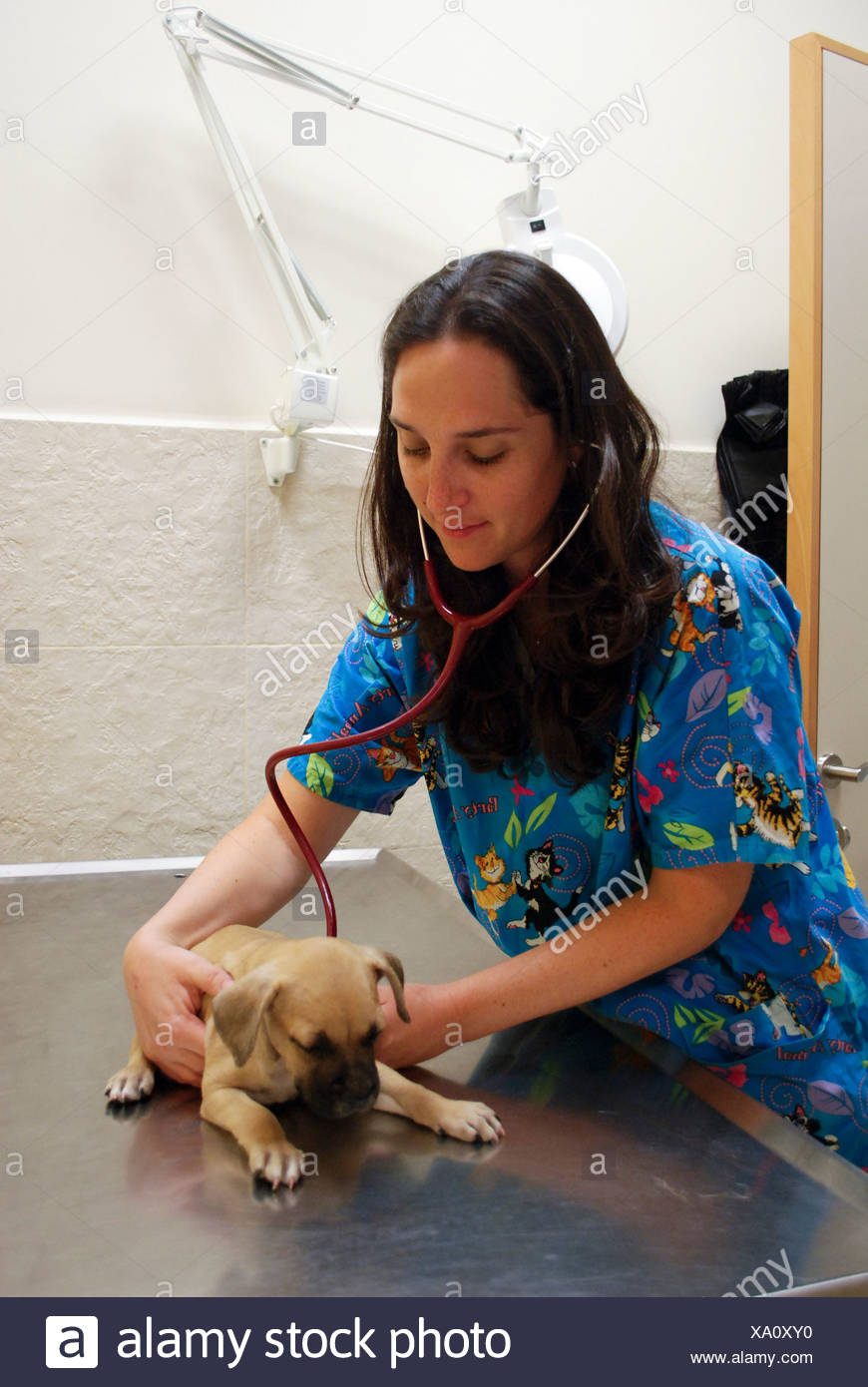 Hembra vet examina un cachorro en su clínica Foto de stock