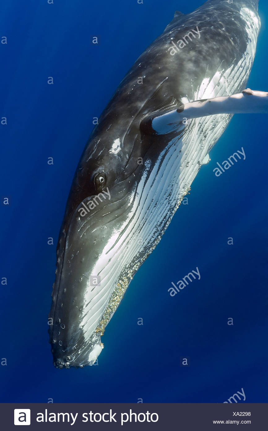 La ballena jorobada, Hawai Foto de stock