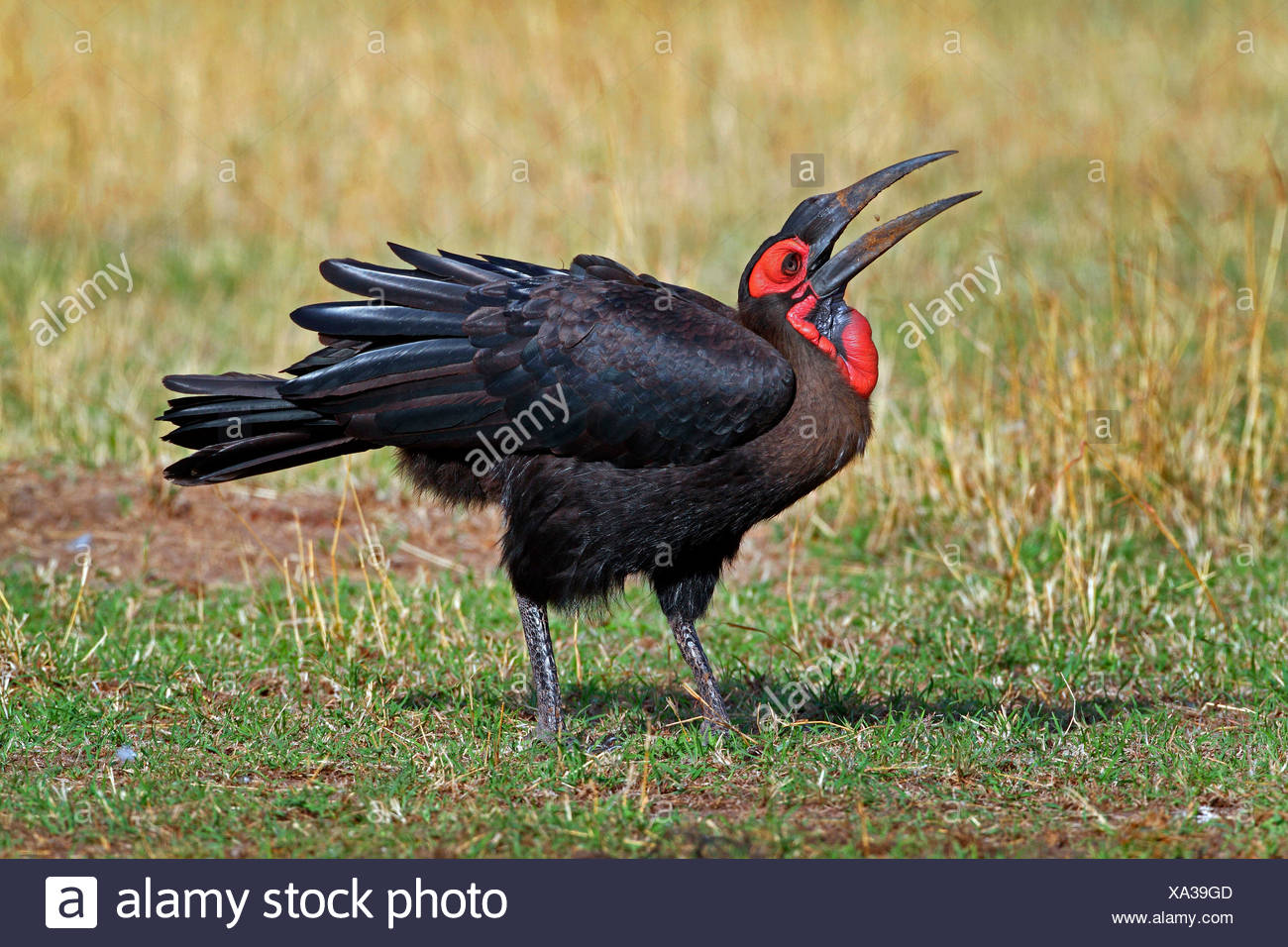 Tierra del sur, tierra de bucero (Bucorvus leadbeateri bucero, Cafer Bucorvus), temblores, Kenia, Masai Mara National Park Foto de stock