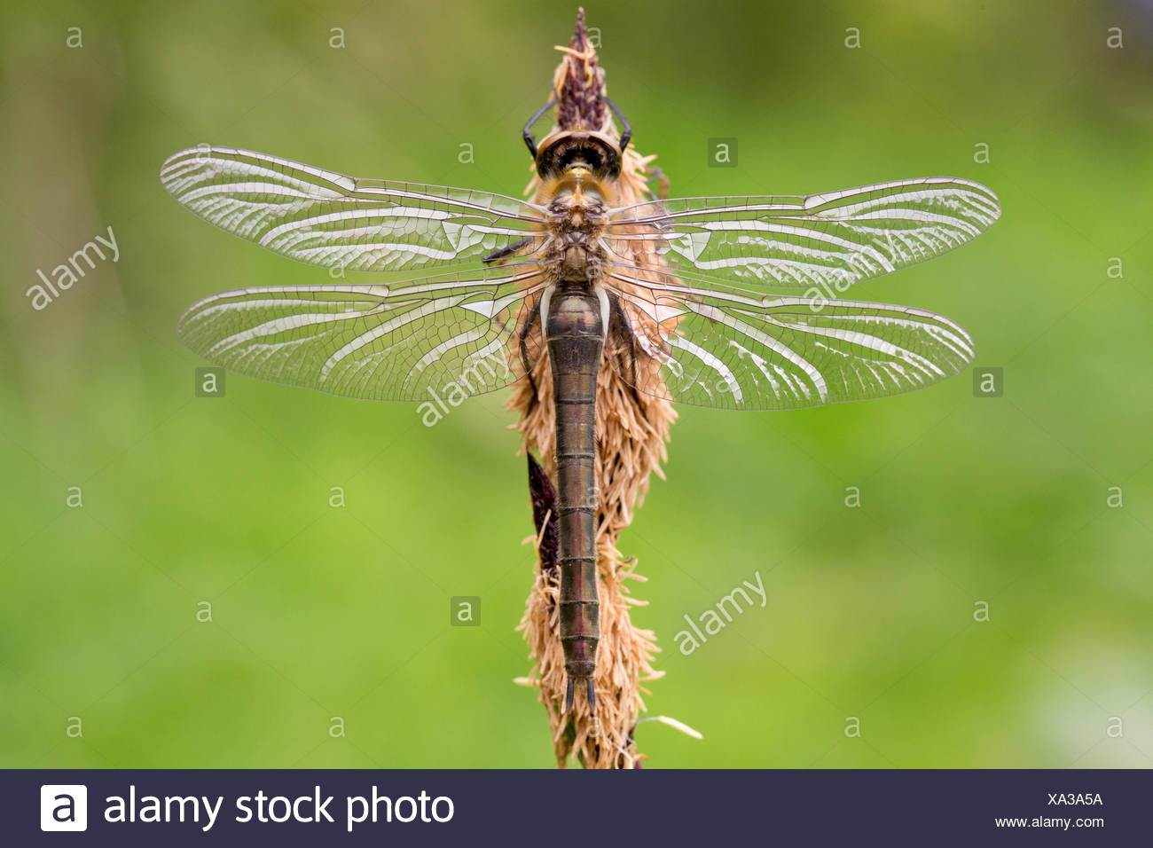 76+ Gambar Alam Flora Dan Fauna Terbaik 76+ Gambar Alam Flora Dan Fauna Terbaik