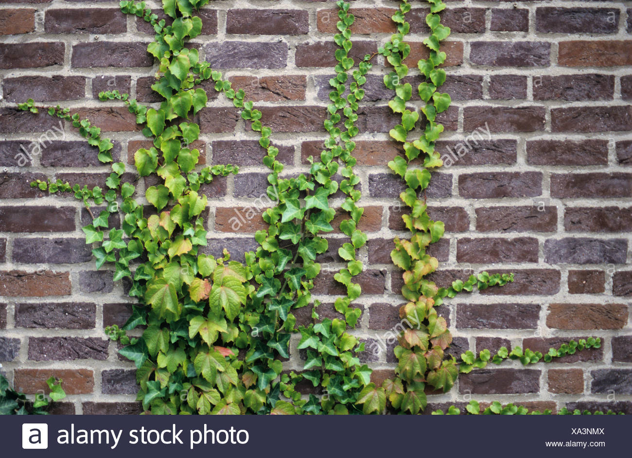 La hiedra común (Hedera helix) y japonés (Hiedra Parthenocissus tricuspidata) creciendo en un muro de ladrillo Foto de stock