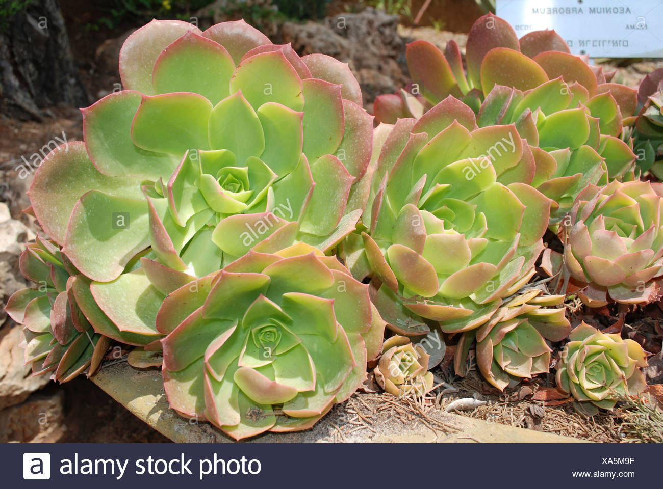 El árbol Aeonium Aeonium arboreum un suculento subtropical del género Aeonium en la familia de las crasuláceas Foto de stock