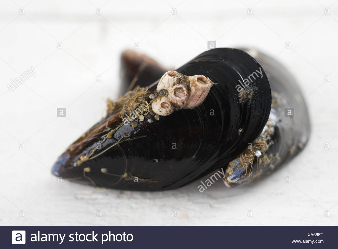 Mejillones frescos Foto de stock