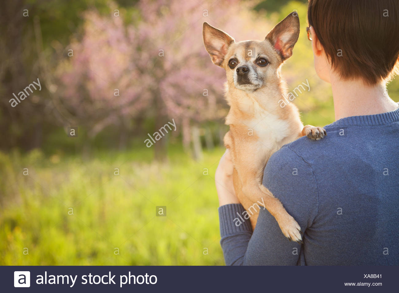 Una mujer joven en un campo de hierba en primavera. La celebración de un pequeño perro chihuahua en sus brazos. Una mascota. Foto de stock